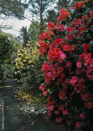 Bl  hende Rhododendron im Park  am Weg