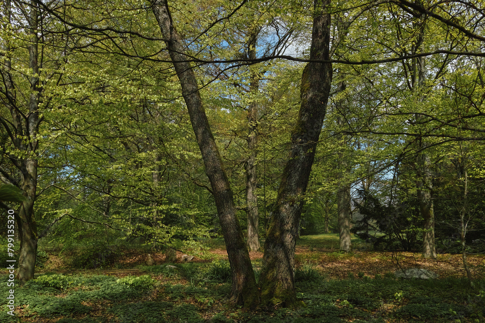 Blick durch Bäume und Äste, Frühlingsgrün Blick durch Bäume und Äste, Frühlingsgrün