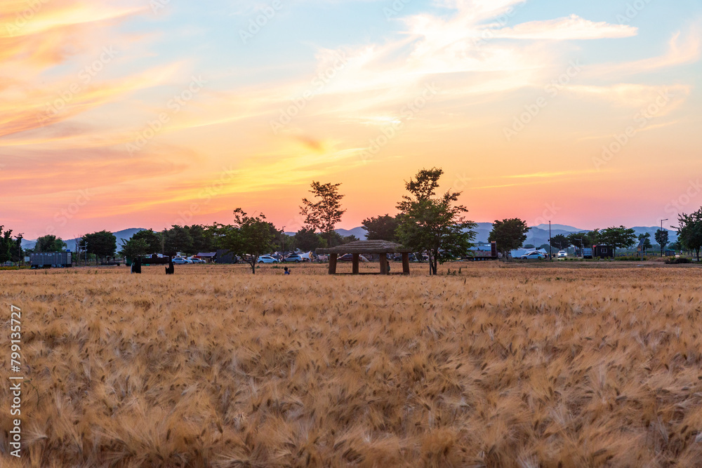 Obraz premium Green Barley Field Scenery of Nakdonggang River in Korea