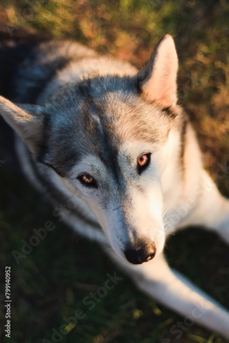 Portrait of a Siberian Husky
