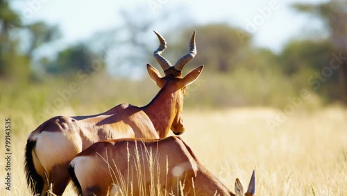 Red hartebeest ) or Cape hartebeest (Alcelaphus buselaphus caama) grazing in grasslands at Mountain Zebra National Park, Eastern Cape, South Africa. photo