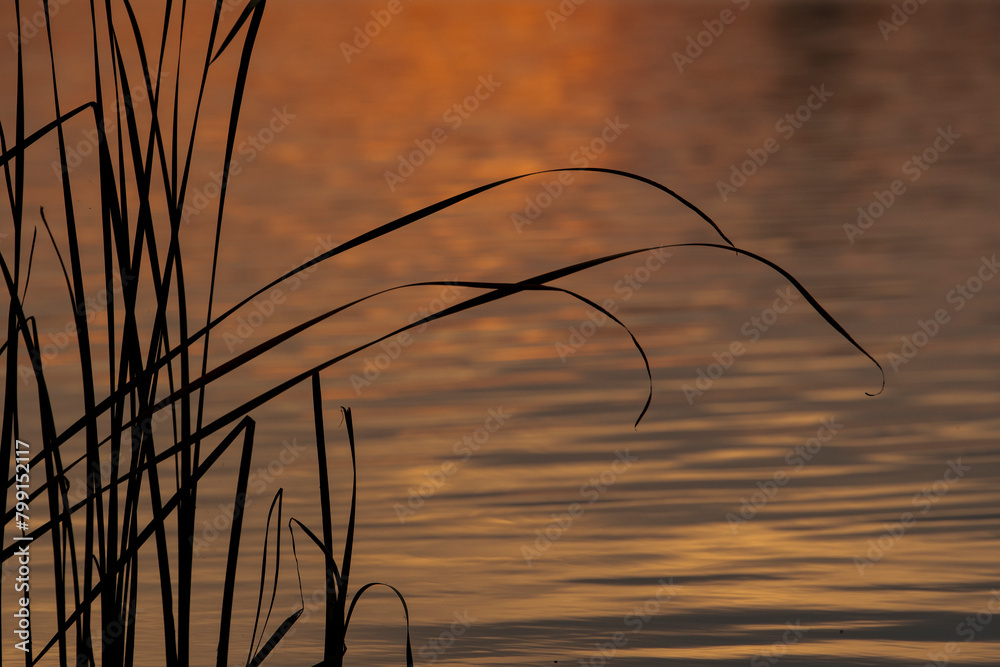 Obraz premium sunset in the grass