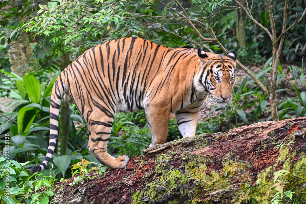 Fototapeta premium tiger in the jungle
