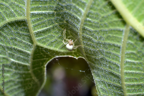 araña blanca en hoja de higuera photo