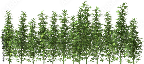 marihuana cannabis stevia hemp plants dope pot grass drug © Mathias Weil