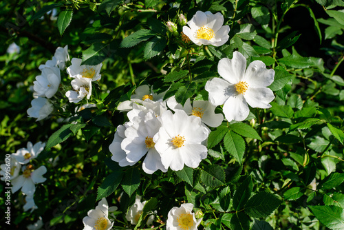 Delicate white flowers of Rosa Canina plant commonly known as dog rose, in full bloom in a spring garden, in direct sunlight, with blurred green leaves, beautiful outdoor floral background