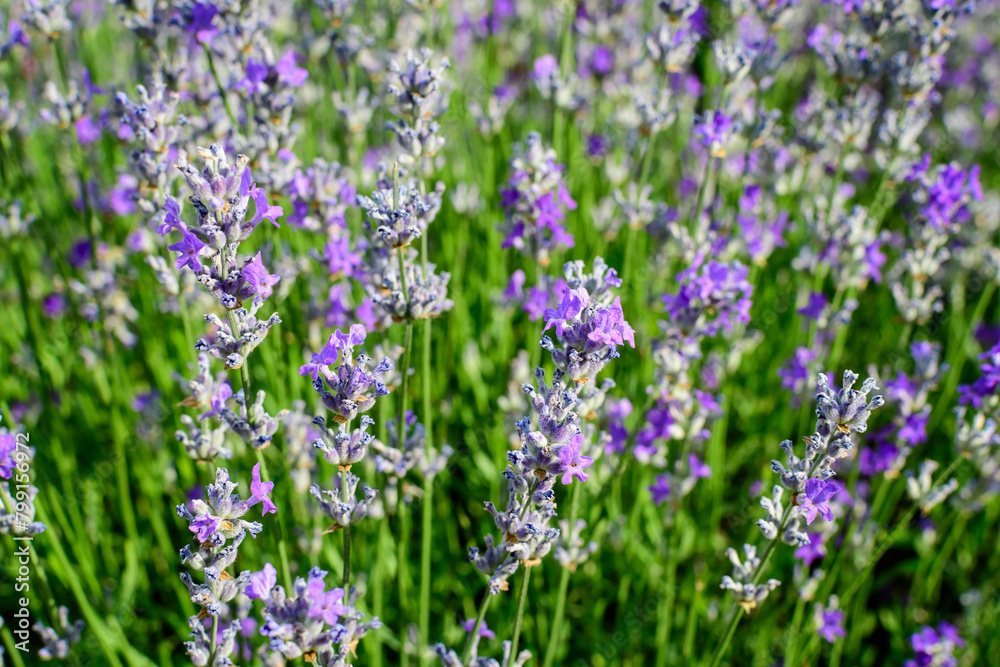 Many small blue lavender flowers in a garden in a sunny summer day photographed with selective focus, beautiful outdoor floral background. Many small blue lavender flowers in a garden in a sunny summer day photographed with selective focus, beautiful outdoor floral background.