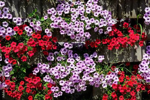 Large group of vivid red, purple and white Petunia axillaris flowers and green leaves in a garden pot in a sunny summer day. photo