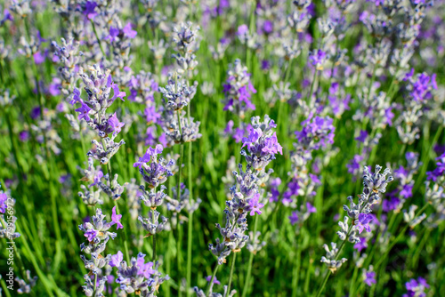 Many small blue lavender flowers in a garden in a sunny summer day photographed with selective focus  beautiful outdoor floral background.