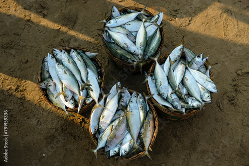 Baskets with fish at the Malvan fish market in Maharashtra, India. photo