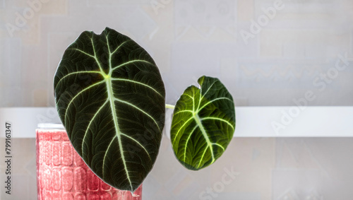 Alocasia black velvet in red ceramic pot on shelf in rays of setting sun. Indoor plants in interior. Hobby and plant care. Copy space. Selectiv focus.