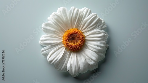 Daisies on a white background are beautiful