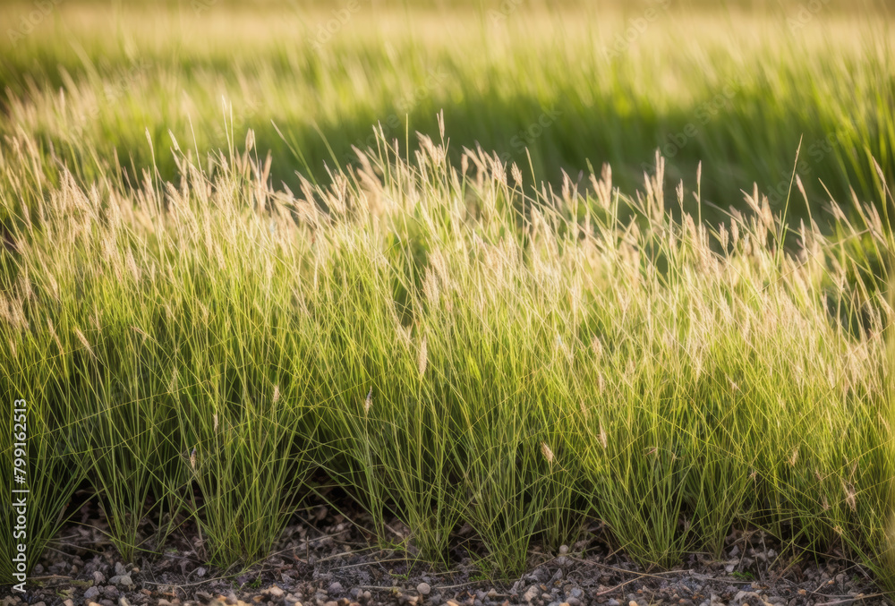 A small patch of tall grasses in a meadow serving as a microhabitat for numerous tiny creatures.. AI generated.