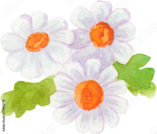 watercolor floral camomille daisy png (ID: 799163781)