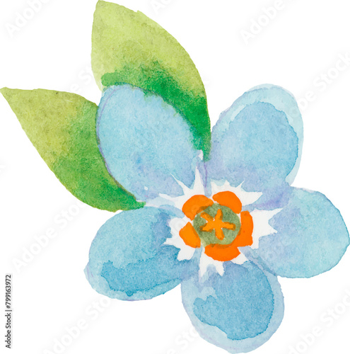 forget-me-not blue flower watercolor png (ID: 799163972)