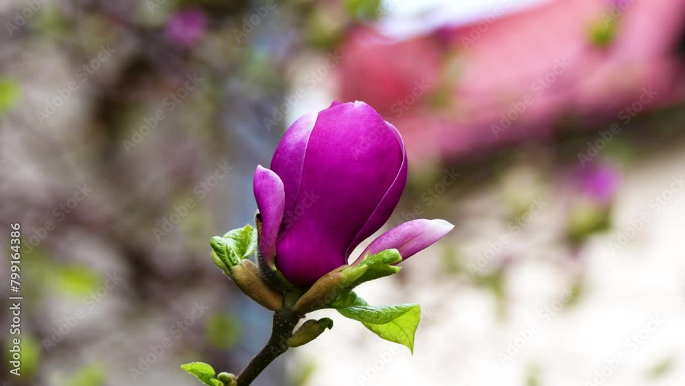 beautiful magnolia blossoms. Lovely white and pink magnolia flowers, Spring flowering trees beautiful magnolia blossoms. Lovely white and pink magnolia flowers, Spring flowering trees