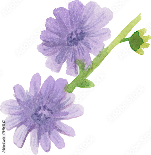 purple flower chicory watercolor png (ID: 799164367)