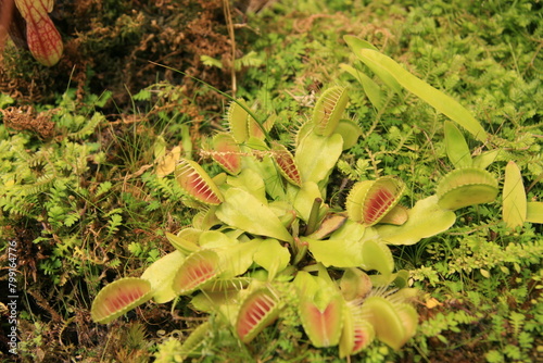 Carnivorous plants - Venus flytraps in the Moscow Botanical Garden