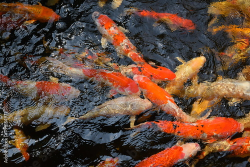 Vibrant koi fish swarm in a dark pond, their red and golden hues contrasting the water's surface. Created with Generative AI