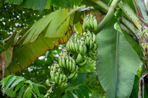Bilde på lerret Many large bunch of unripe green banana on Banana tree.
