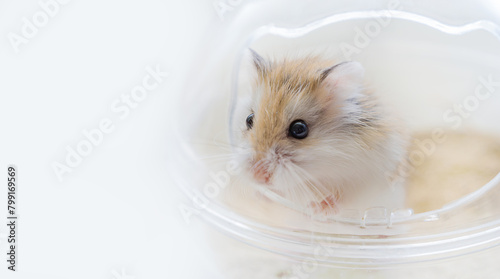 Close-up portrait of Roborovski hamster (Phodopus roborovskii), desert hamster, Robo dwarf hamster on a white background with copy space. Smallest of three species of hamster in the genus Phodopus.