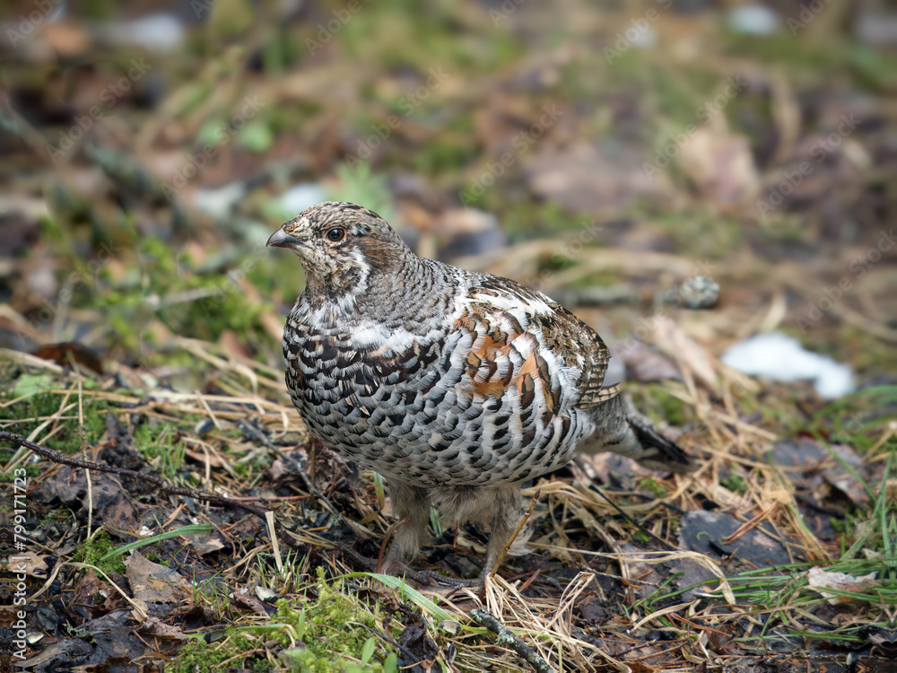 Female of hazel grouse (sometimes called the hazel hen) in the spring forest. Forest birds in natural conditions. Female of hazel grouse (sometimes called the hazel hen) in the spring forest. Forest birds in natural conditions.