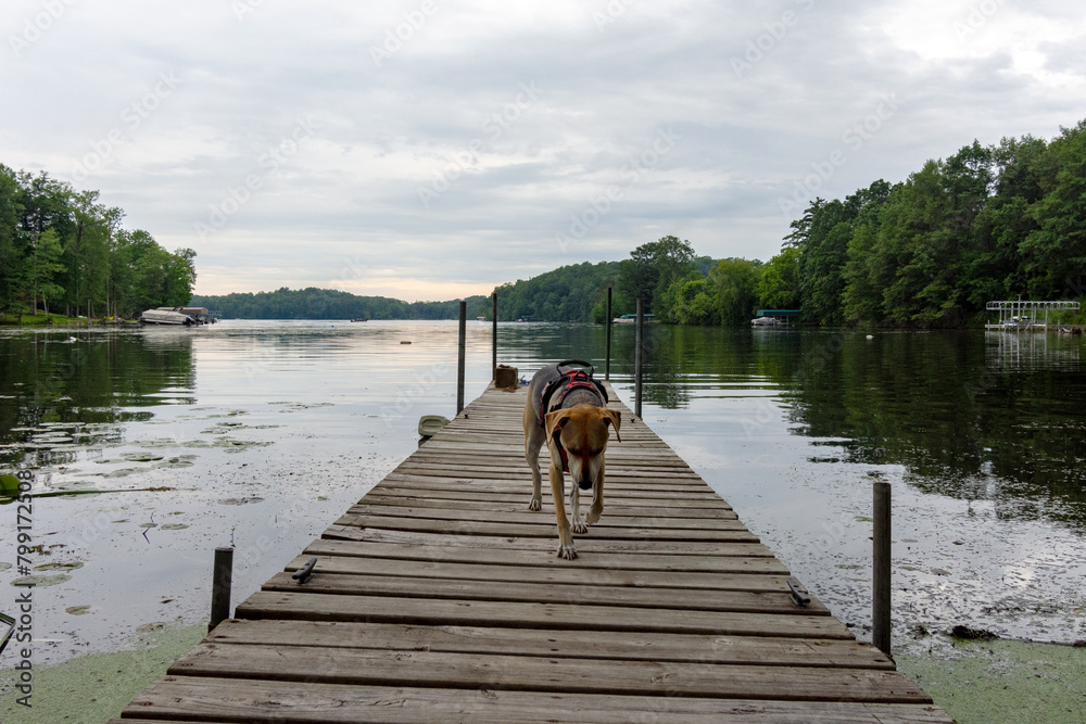 Pets on vacation. Beagle mix explores a wooden dock nervously. Pets on vacation. Beagle mix explores a wooden dock nervously.