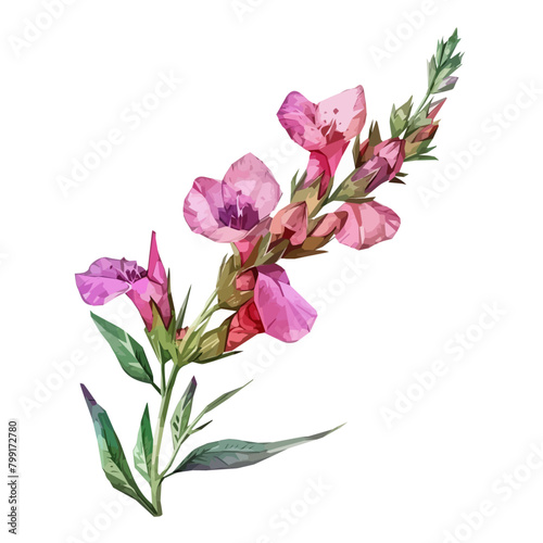 Watercolor clipart vector of Antirrhinum flower, isolated on a white background, Antirrhinum majus vector, Illustration painting, Graphic logo, drawing design art