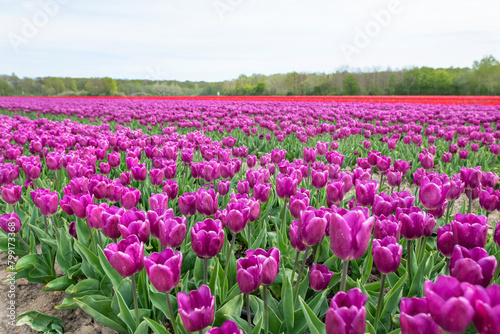 Lila Tulpenfeld in voller Blüte bei Gifhorn / Braunschweig