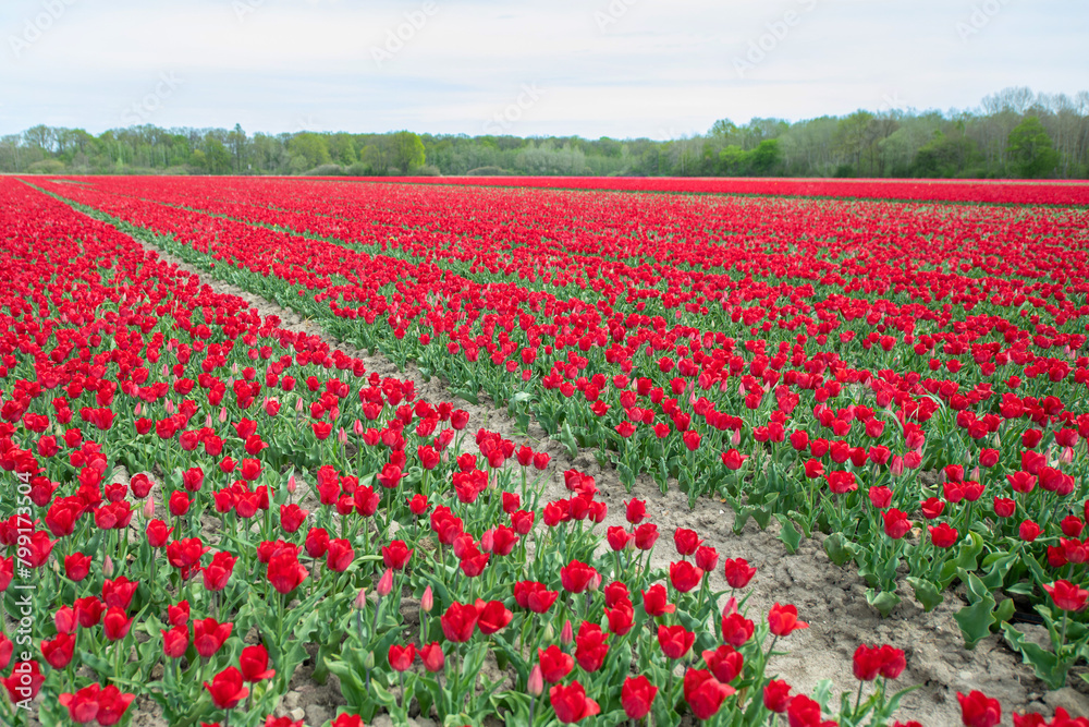 Rotes Tulpenfeld in voller Blüte bei Gifhorn / Braunschweig