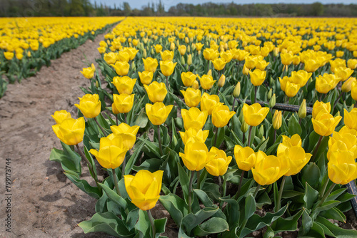 Gelbes Tulpenfeld in voller Blüte bei Gifhorn / Braunschweig