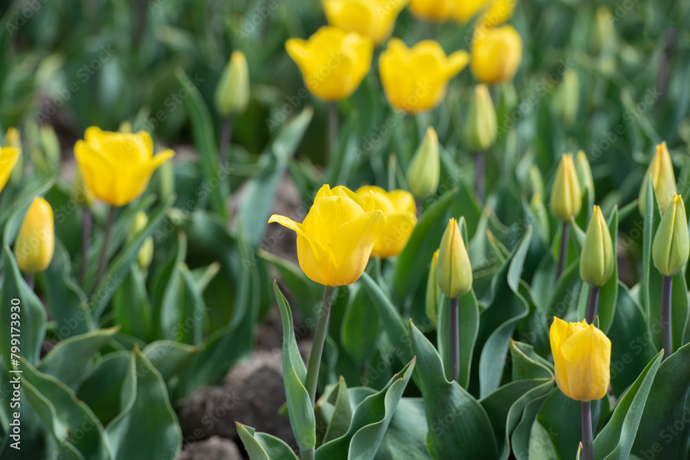 Gelbes Tulpenfeld in voller Blüte bei Gifhorn / Braunschweig Gelbes Tulpenfeld in voller Blüte bei Gifhorn / Braunschweig