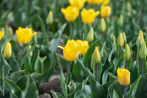 Gelbes Tulpenfeld in voller Blüte bei Gifhorn / Braunschweig