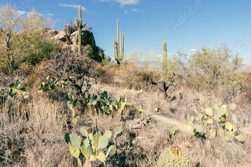 Javelina Rocks area of Saguaro National Park East Tucson Arizona