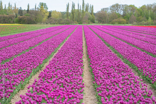 Lila Tulpenfeld in voller Blüte bei Gifhorn / Braunschweig