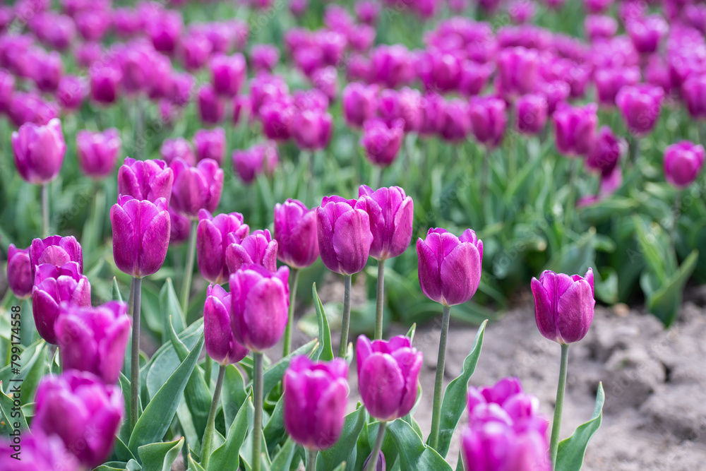 Lila Tulpenfeld in voller Blüte bei Gifhorn / Braunschweig Lila Tulpenfeld in voller Blüte bei Gifhorn / Braunschweig
