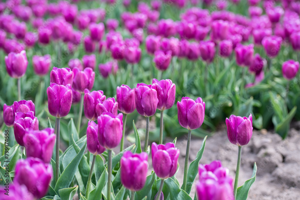 Lila Tulpenfeld in voller Blüte bei Gifhorn / Braunschweig