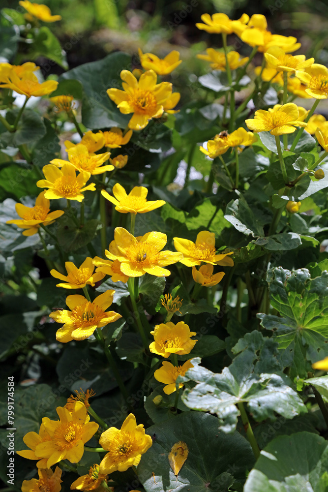 Macro image of a Marsh Marigold plant, Derbyshire England
Macro image of a Marsh Marigold plant, Derbyshire England