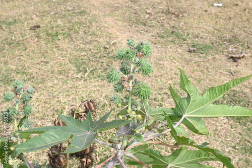 Castor fruits. Ricinus communis, the castor bean or palma christi is a species of perennial flowering plant in the spurge family. Many Ayurvedic medicines are made from its oil.

