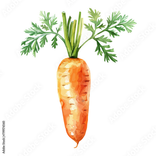 Watercolor drawing clipart of a Carrot, isolated on a white background, Illustration painting, Carrot vector, drawing, design art, clipart image, Graphic logo