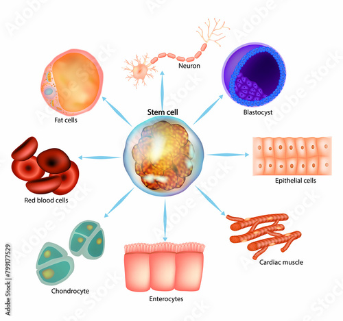 Stem cell. Blastocyst, Neuron, Epithelial, Enterocytes, Cardiac muscle, Fat, blood, Chondrocyte photo