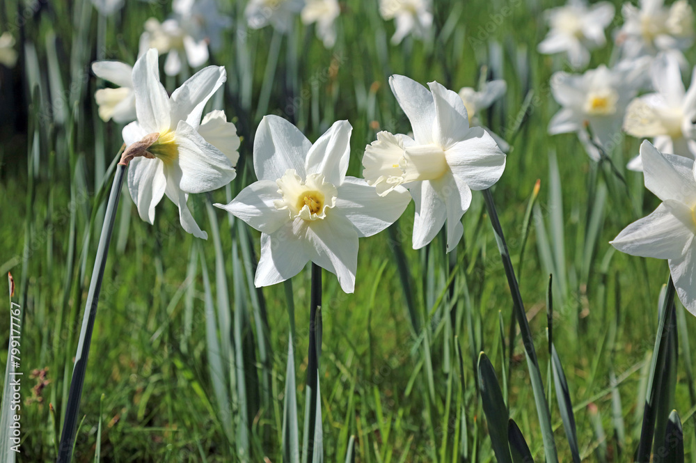 Macro image of sunlit white Daffodils, Derbyshire England
Macro image of sunlit white Daffodils, Derbyshire England