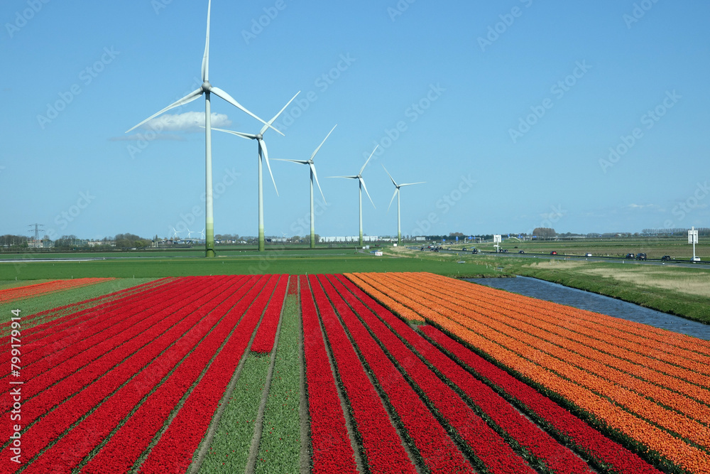 Springtime in de Beemster in the province Noord-Holland