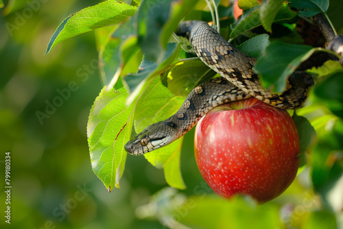 Snake in a apple tree next to a red apple representing original sin. Generative AI photo