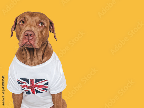 Lovable, pretty dog and British Flag. Closeup, indoors. Studio shot. Congratulations for family, loved ones, relatives, friends and colleagues. Pets care concept
