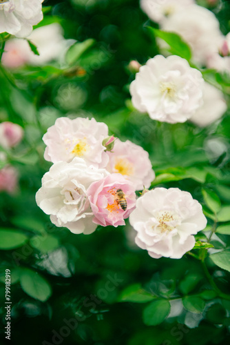 Fototapeta Naklejka Na Ścianę i Meble -  In the spring, I plunge into the embrace of rose flowers.