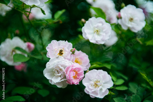 In the spring  I plunge into the embrace of rose flowers.