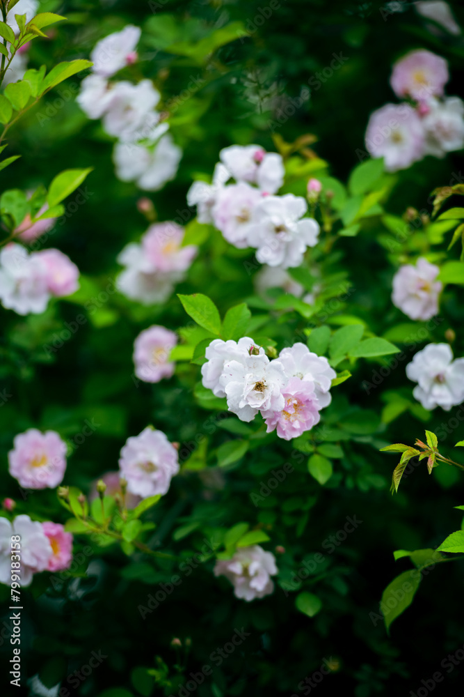 In the spring, I plunge into the embrace of rose flowers. In the spring, I plunge into the embrace of rose flowers.