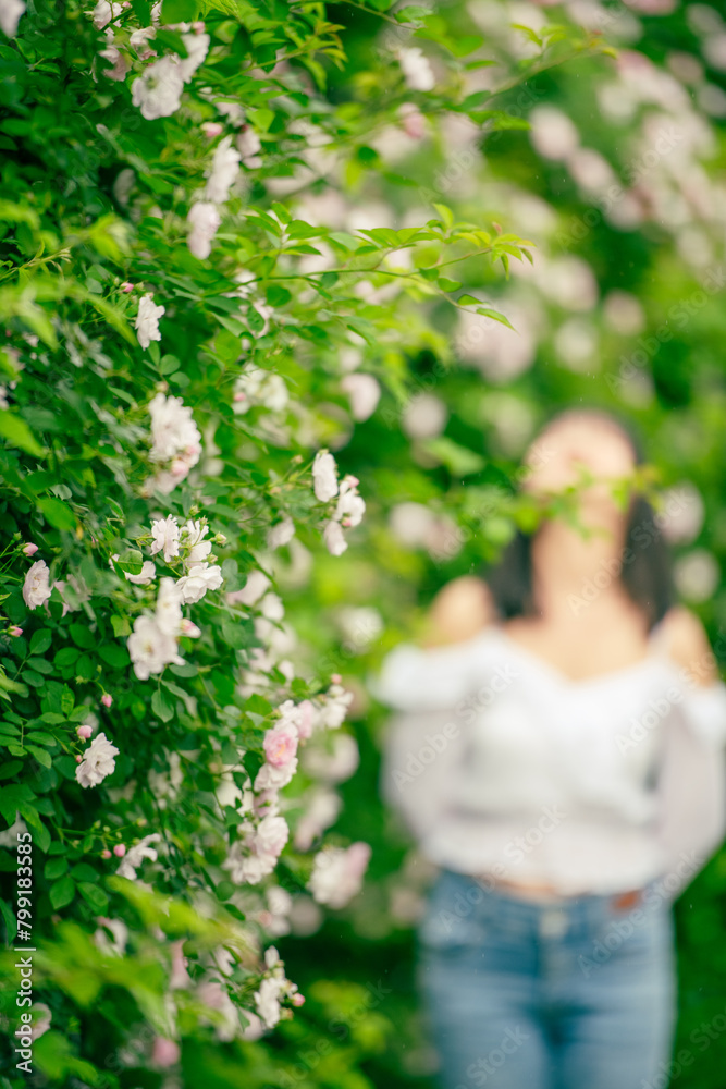 In the spring, I plunge into the embrace of rose flowers. In the spring, I plunge into the embrace of rose flowers.
