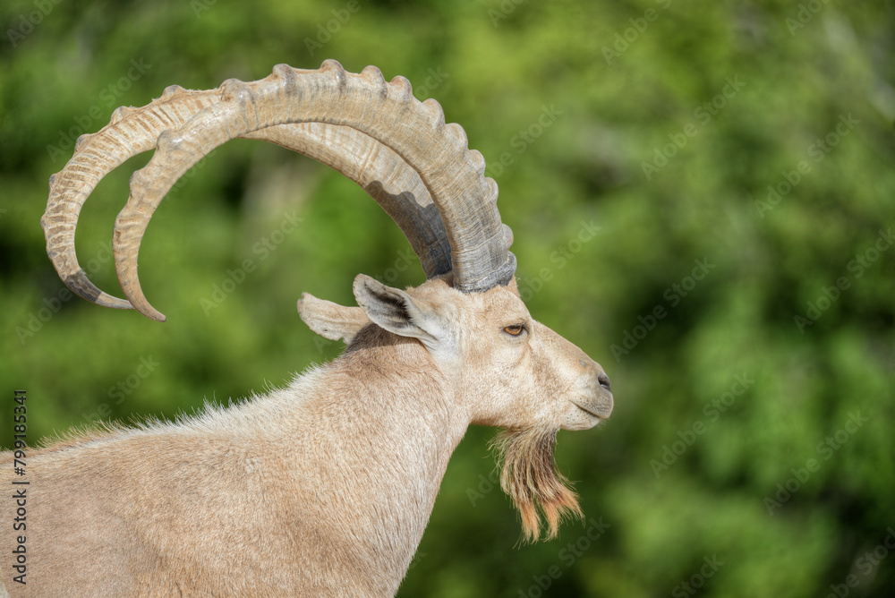 A side close up of an Nubian Ibex and a green background at the zoo 